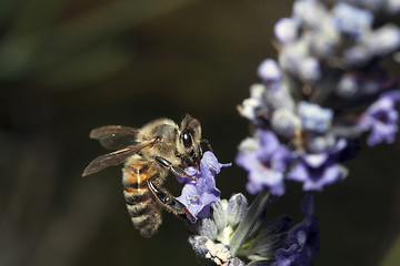 Image showing Bee apis mellifica