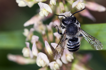 Image showing Bee apis mellifica