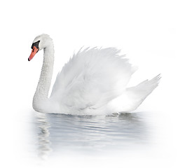 Image showing White Swan