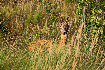 Image showing beautiful roe deer buck