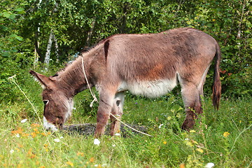 Image showing grazing donkey