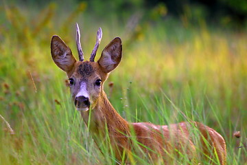 Image showing young  buck