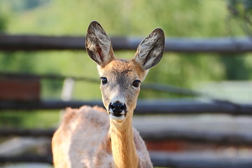 Image showing young roe deer doe