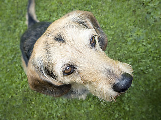 Image showing dog looking up