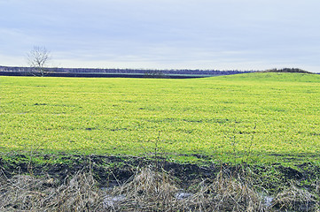 Image showing Field, tree, and hill 