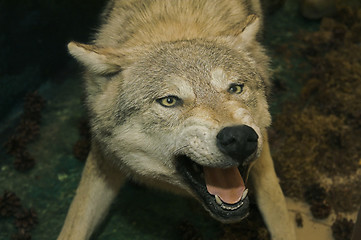 Image showing Stuffed wolf