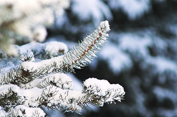 Image showing Fir Trees