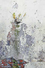 Image showing Corroded Wall 