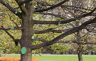 Image showing tree with large branches