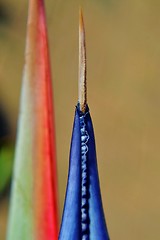 Image showing Strelitzia Reginae