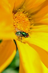 Image showing Blowfly