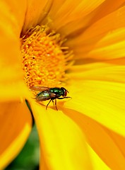 Image showing Blowfly