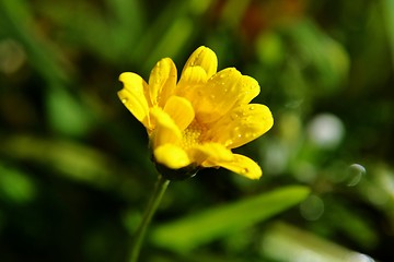 Image showing Raindrops on flower petals