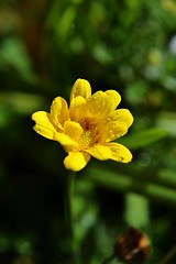 Image showing Raindrops on flower petals