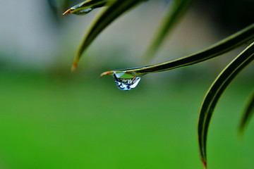 Image showing Raindrop on leaf