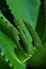 Image showing Aloe vera flower buds