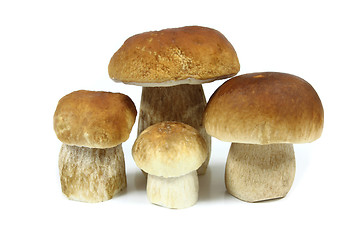 Image showing Mushrooms