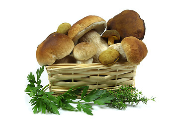 Image showing Mushrooms