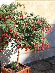 Image showing Fuchsia