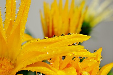 Image showing Gazania krebsiana flower