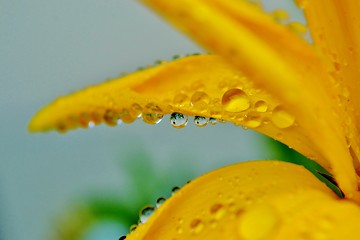 Image showing Gazania krebsiana flower