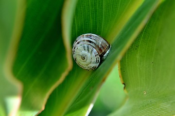 Image showing garden snail