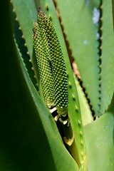 Image showing Aloe vera flower buds