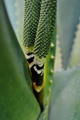 Image showing Aloe vera flower buds