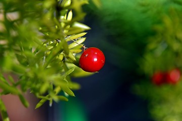 Image showing bright red berries