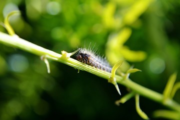 Image showing Hairy caterpillar