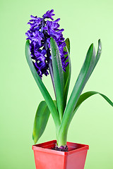 Image showing  blue hyacinth 
