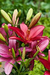 Image showing  lilly flowers in the garden