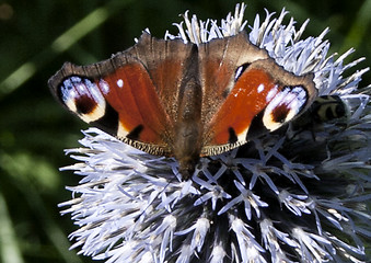 Image showing Butterfly