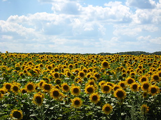 Image showing Field with sunflowers