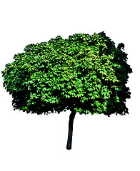 Image showing Isolated Maple