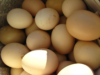 Image showing a lot of eggs of hen