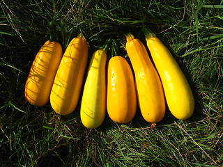 Image showing six yellow squashes