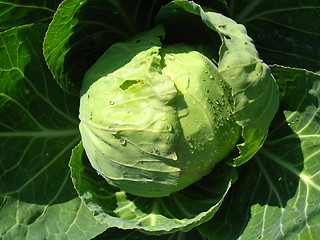 Image showing Head of cabbage