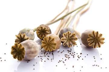 Image showing Poppy seeds and poppy heads 