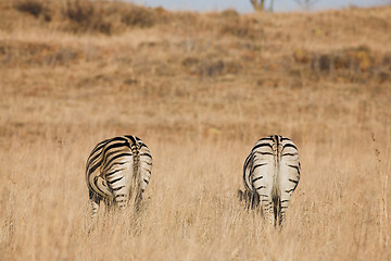 Image showing Zebra #8