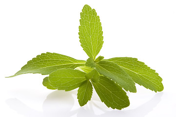 Image showing Stevia Rebaudiana leafs isolated on white background 