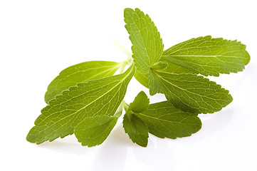 Image showing Stevia Rebaudiana leafs isolated on white background 