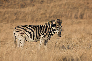 Image showing Zebra #9