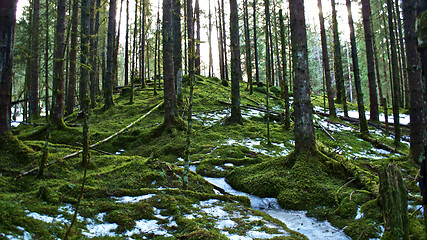 Image showing Green Forest Floor