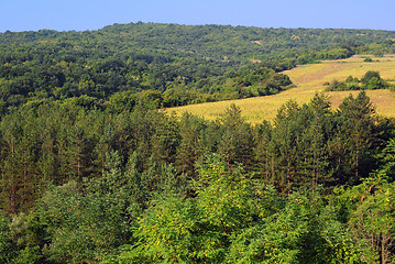 Image showing Woods on the Hill and Sunflower Field