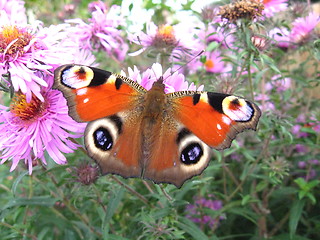 Image showing The peacock eye on the aster