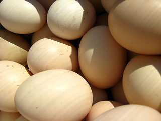 Image showing a lot of eggs of hen
