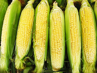 Image showing Harvest of a maize