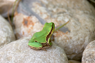 Image showing Green Frog