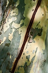 Image showing Crack on the Trunk